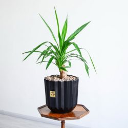 یوکا تنه دار کوچک، مناسب روی میز است.