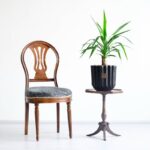 یوکا تنه دار کوچک، ابعاد مناسبی دارد.