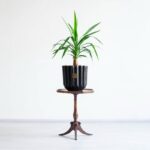 ابعاد یوکا تنه دار کوچک مناسب است.