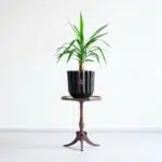 ابعاد یوکا تنه دار کوچک مناسب است.