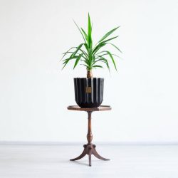 ابعاد یوکا تنه دار کوچک مناسب است.