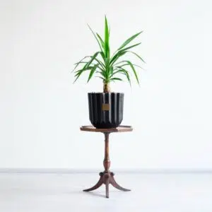 ابعاد یوکا تنه دار کوچک مناسب است.