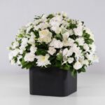 گل ترحیم رز داوودی (12)