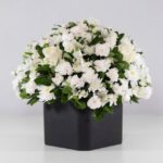 گل ترحیم رز داوودی (14)