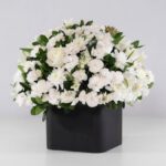 گل ترحیم رز داوودی (21)