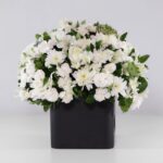 گل ترحیم رز داوودی (28)