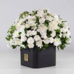 گل ترحیم رز داوودی (06)