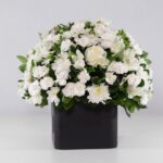 گل ترحیم رز داوودی (09)