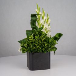 گل ترحیم F26 - 22