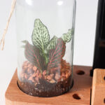 گیاه تراریوم شماره 11- گلفروشی آنلاین VIP Shop