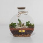 خرید آنلاین تراریوم