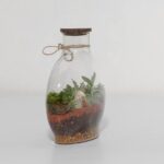 گیاه تراریوم شماره 5 (12)