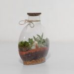 گیاه تراریوم شماره 5 (13)