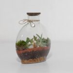 گیاه تراریوم شماره 5 (14)