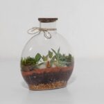 گیاه تراریوم شماره 5 (15)