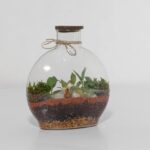 گیاه تراریوم شماره 5 (16)