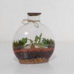 گیاه تراریوم شماره 5 (17)