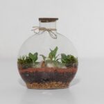 گیاه تراریوم شماره 5 (18)