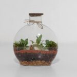 گیاه تراریوم شماره 5 (19)