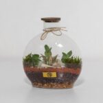 گیاه تراریوم شماره 5 (2)