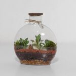 گیاه تراریوم شماره 5 (20)