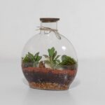 گیاه تراریوم شماره 5 (21)