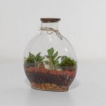 گیاه تراریوم شماره 5 (22)