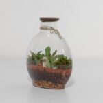 گیاه تراریوم شماره 5 (23)