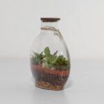 گیاه تراریوم شماره 5 (24)