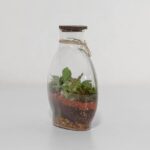 گیاه تراریوم شماره 5 (25)