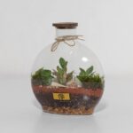 گیاه تراریوم شماره 5 (3)