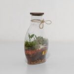 گیاه تراریوم شماره 5 (30)