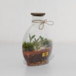 گیاه تراریوم شماره 5 (31)