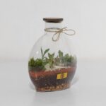 گیاه تراریوم شماره 5 (32)