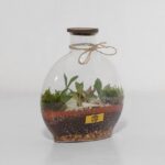 گیاه تراریوم شماره 5 (33)