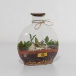 گیاه تراریوم شماره 5 (34)