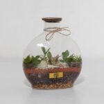 گیاه تراریوم شماره 5 (35)