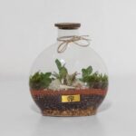 گیاه تراریوم شماره 5 (36)