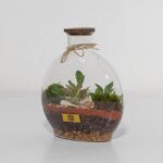 گیاه تراریوم شماره 5 (4)