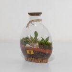 گیاه تراریوم شماره 5 (5)