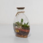 گیاه تراریوم شماره 5 (6)