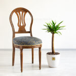 گلدان آپارتمانی یوکا در مقابل صندلی