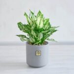 گلدان آپارتمانی آگلونما برفی بسیار خاص است.