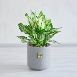 گلدان آپارتمانی آگلونما برفی بسیار خاص است.