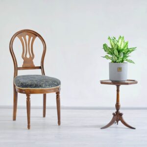 آگلونما برفی در گلدان طوسی می‌درخشد.