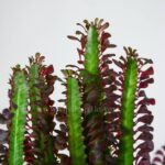 گیاه افوربیا تیروکالی از فاصله نزدیک