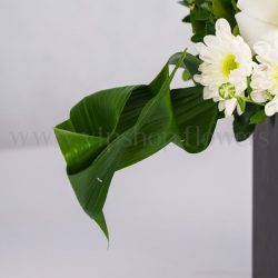 تضاد سبز و سفید چشم نواز است.