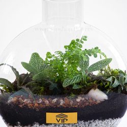 گل تراریوم گیاهی خاص و تماشایی
