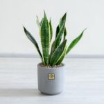 سانسوریا کراواتی ابلق بسیار کاربردی است.