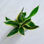 برگ های سانسوریا کراواتی ابلق 2 رنگ است.